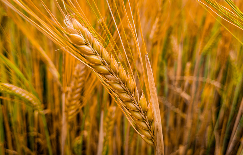 gold-loan-img-4